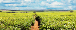 cooperativa agricola